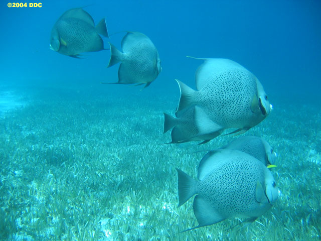 Chintales Reef, Cancun, MX