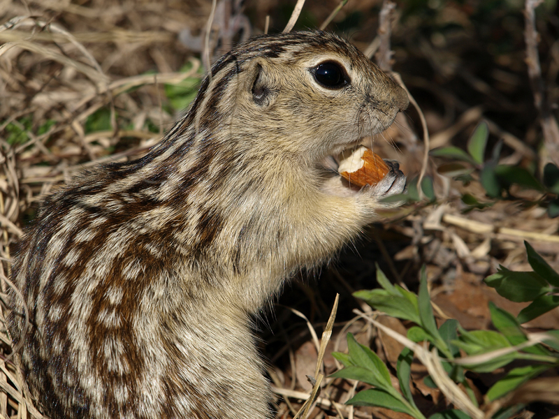 Chipmunk