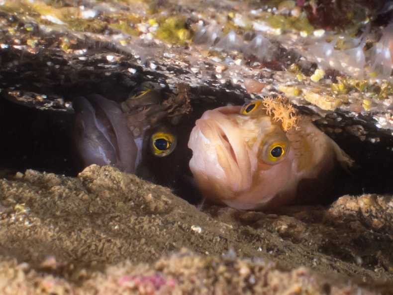 Chirolophis ascanii - Yarrell's blenny x 2