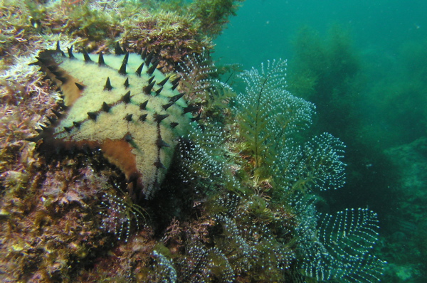 Chocolate Chip Sea Star