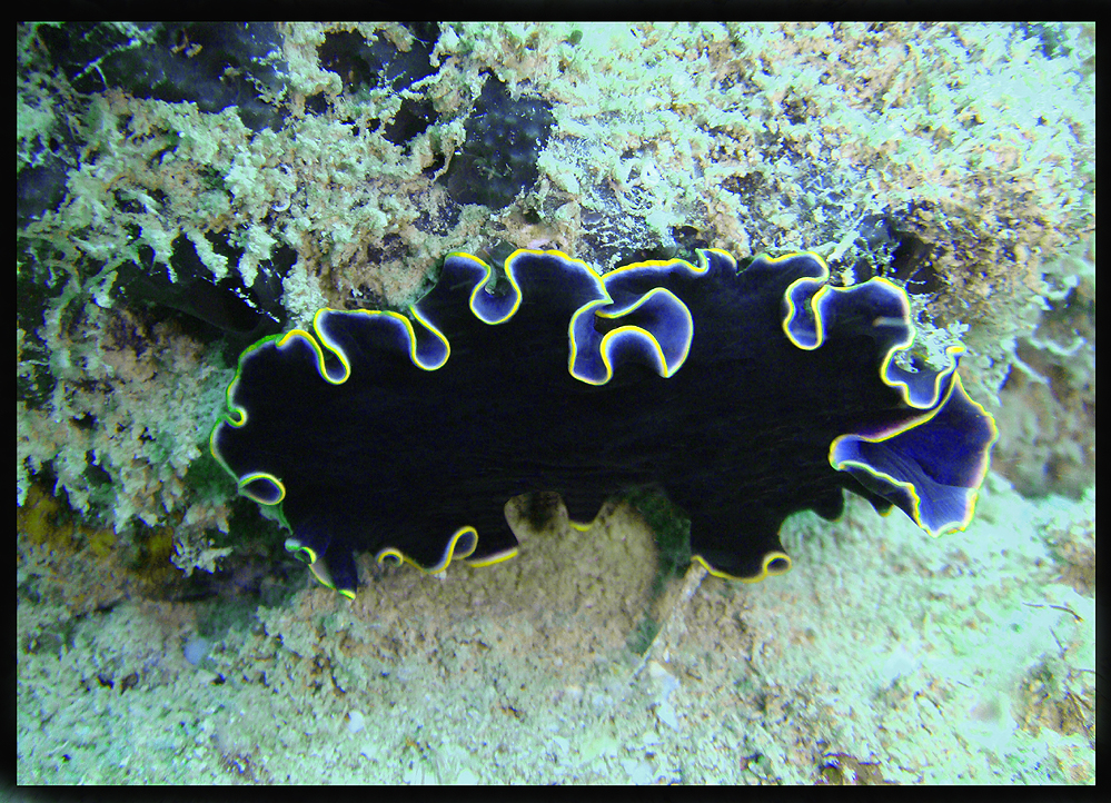 Christa's Nudibranch