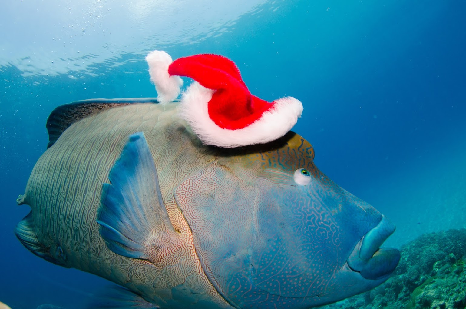 Christmas on the Great Barrier Reef - This one really wanted my red hat