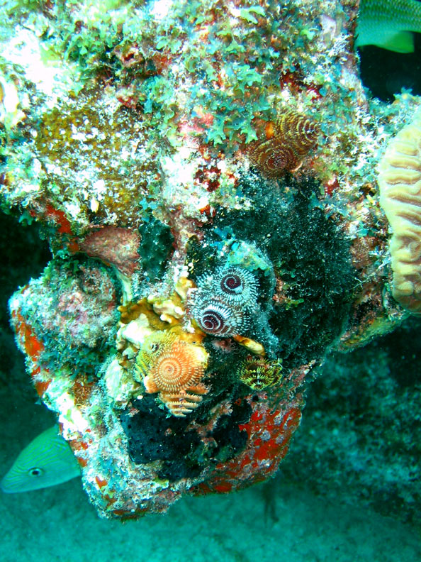 Christmas Tree Coral