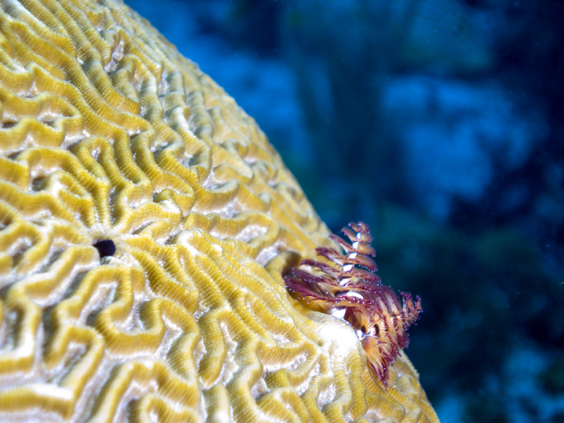 Christmas Tree Worm 2