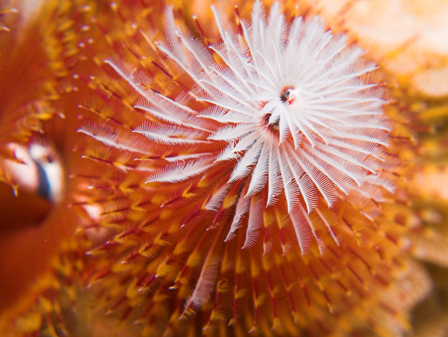 Christmas Tree Worm close-up