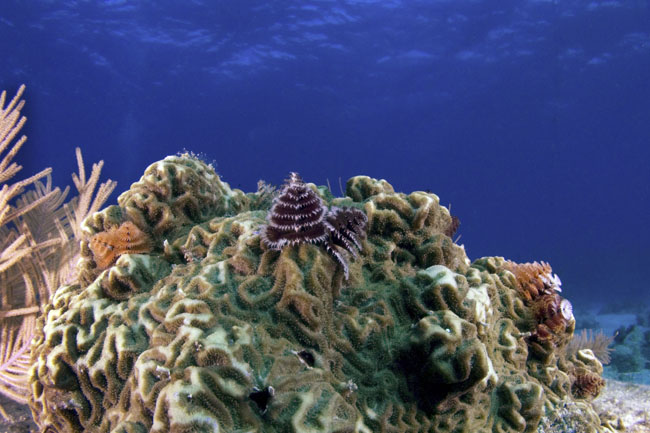 Christmas tree worm day 6 keys 309