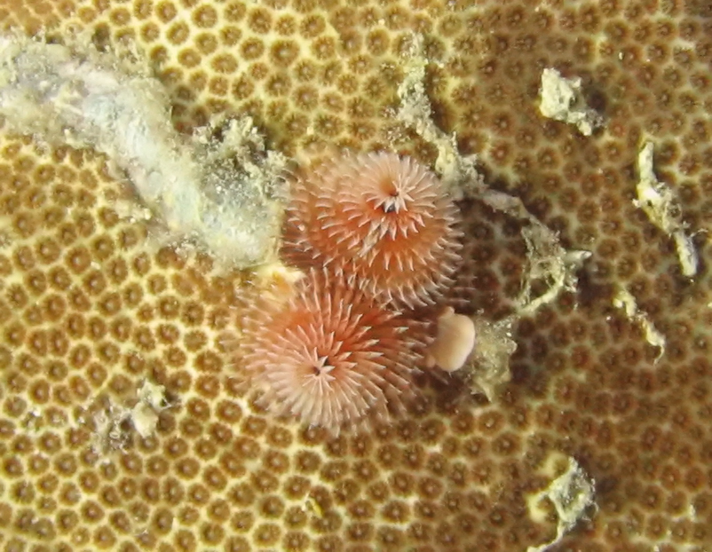 Christmas tree worm in coral