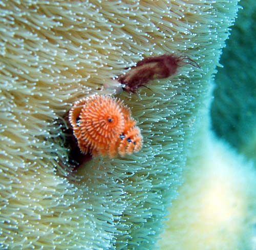 Christmas tree worm on Pillar coral Keys 2005
