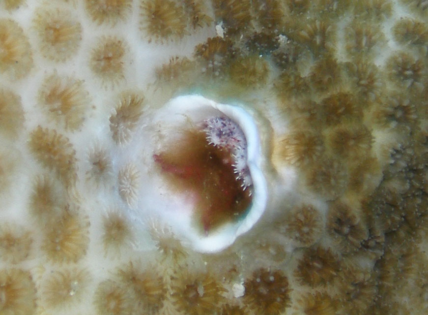 Christmas Tree Worm - well, he's hiding!!