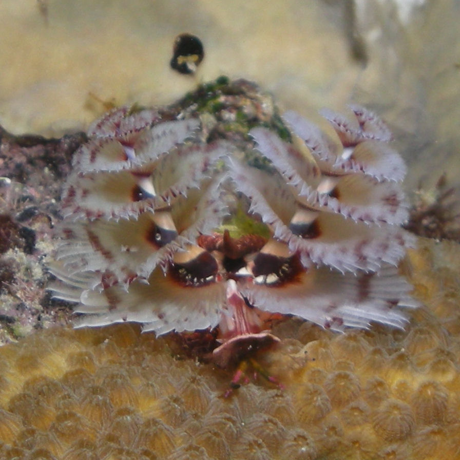 Christmas Tree Worm