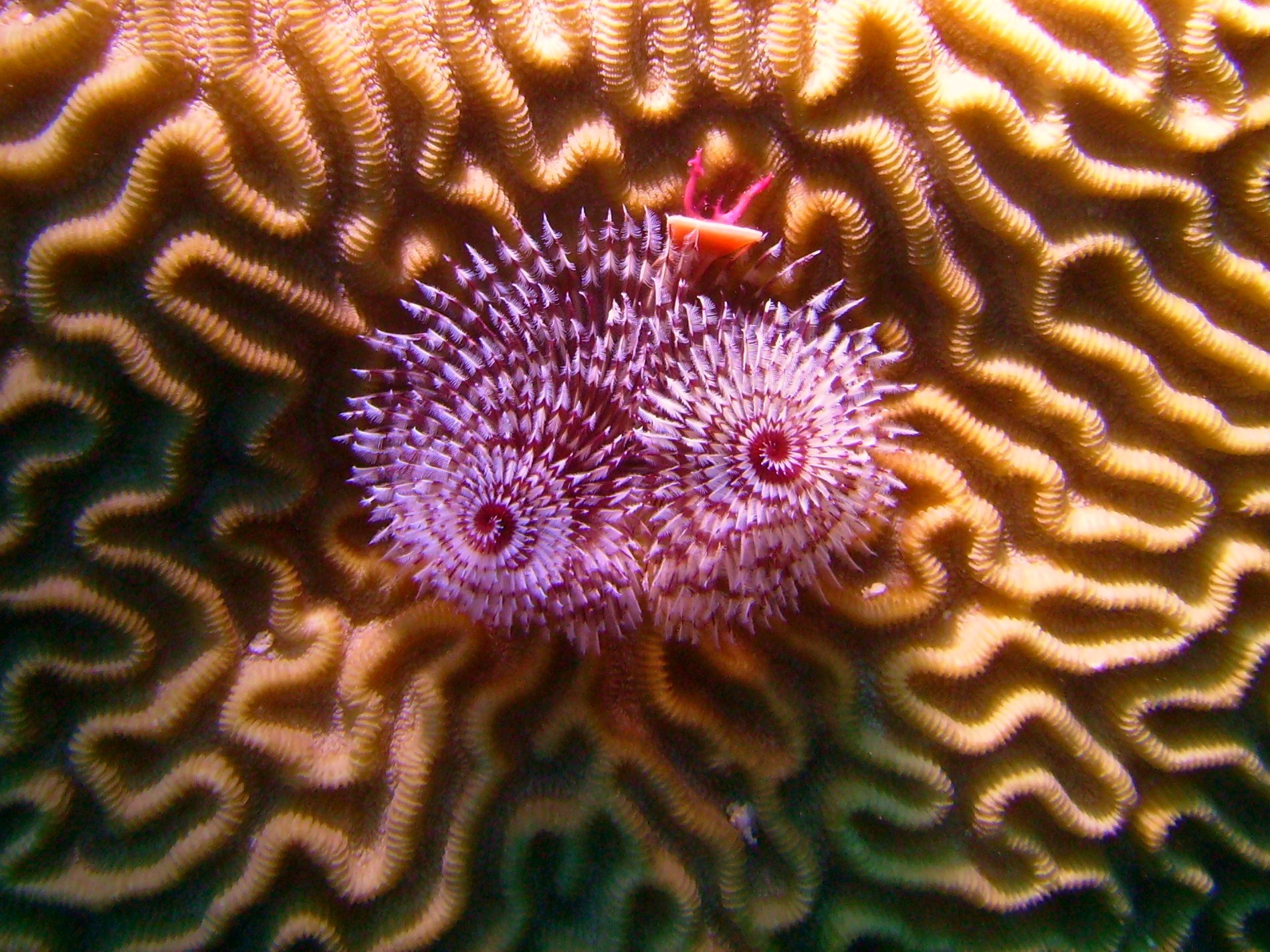 Christmas Tree Worm