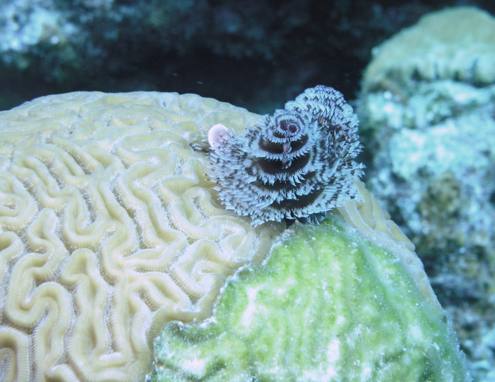 Christmas Tree Worm