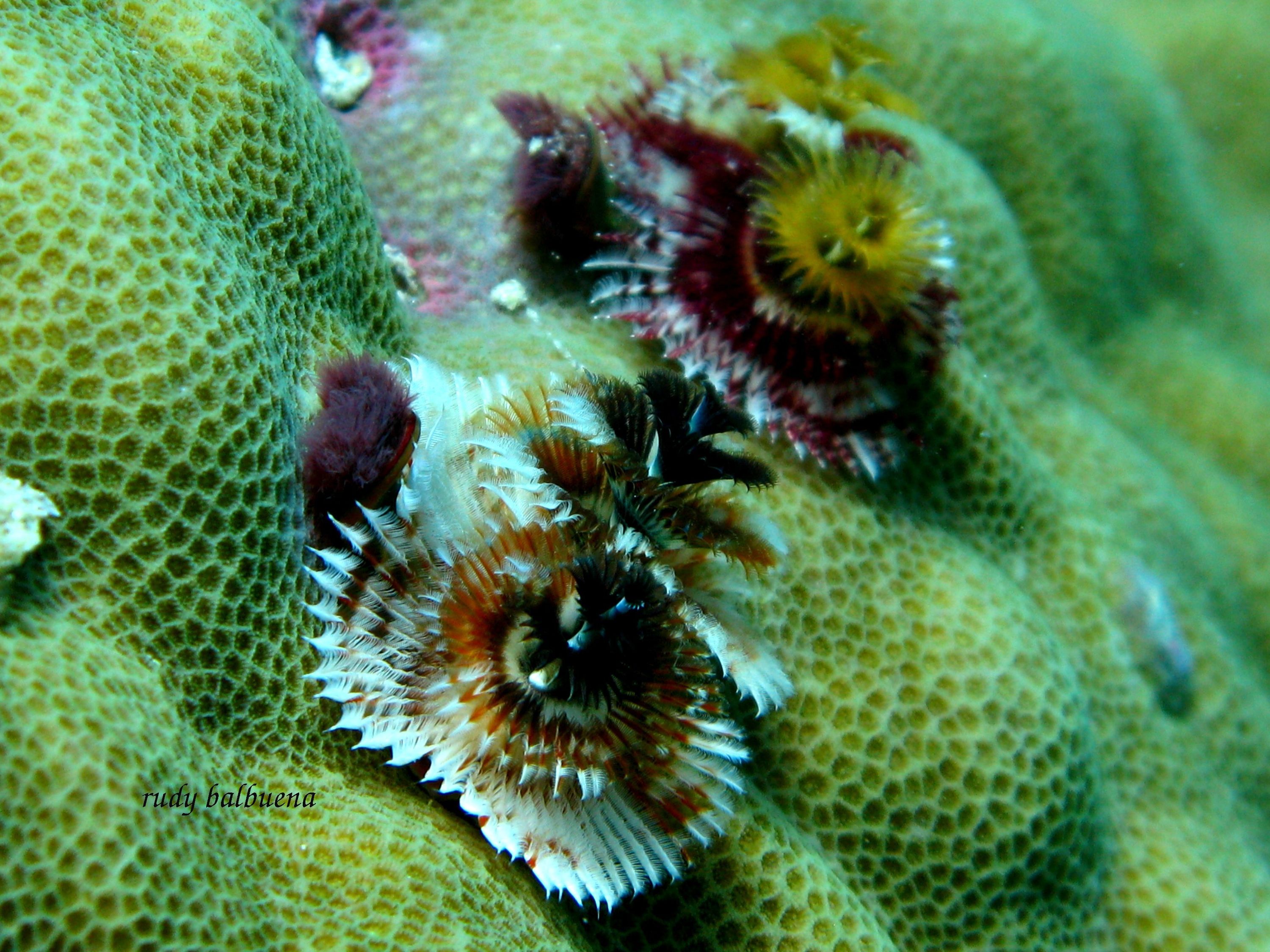 christmas tree worm