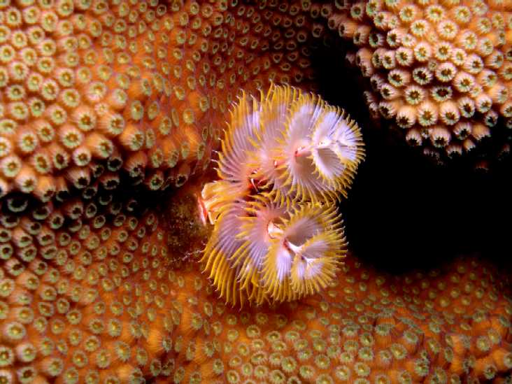 Christmas Tree Worm