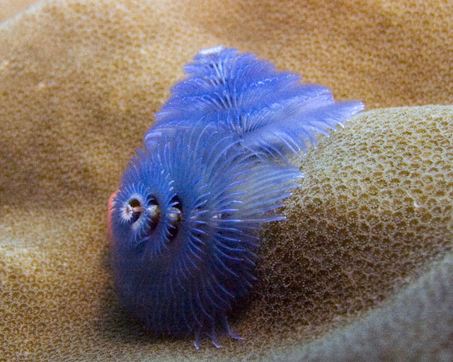 Christmas-Tree-Worm