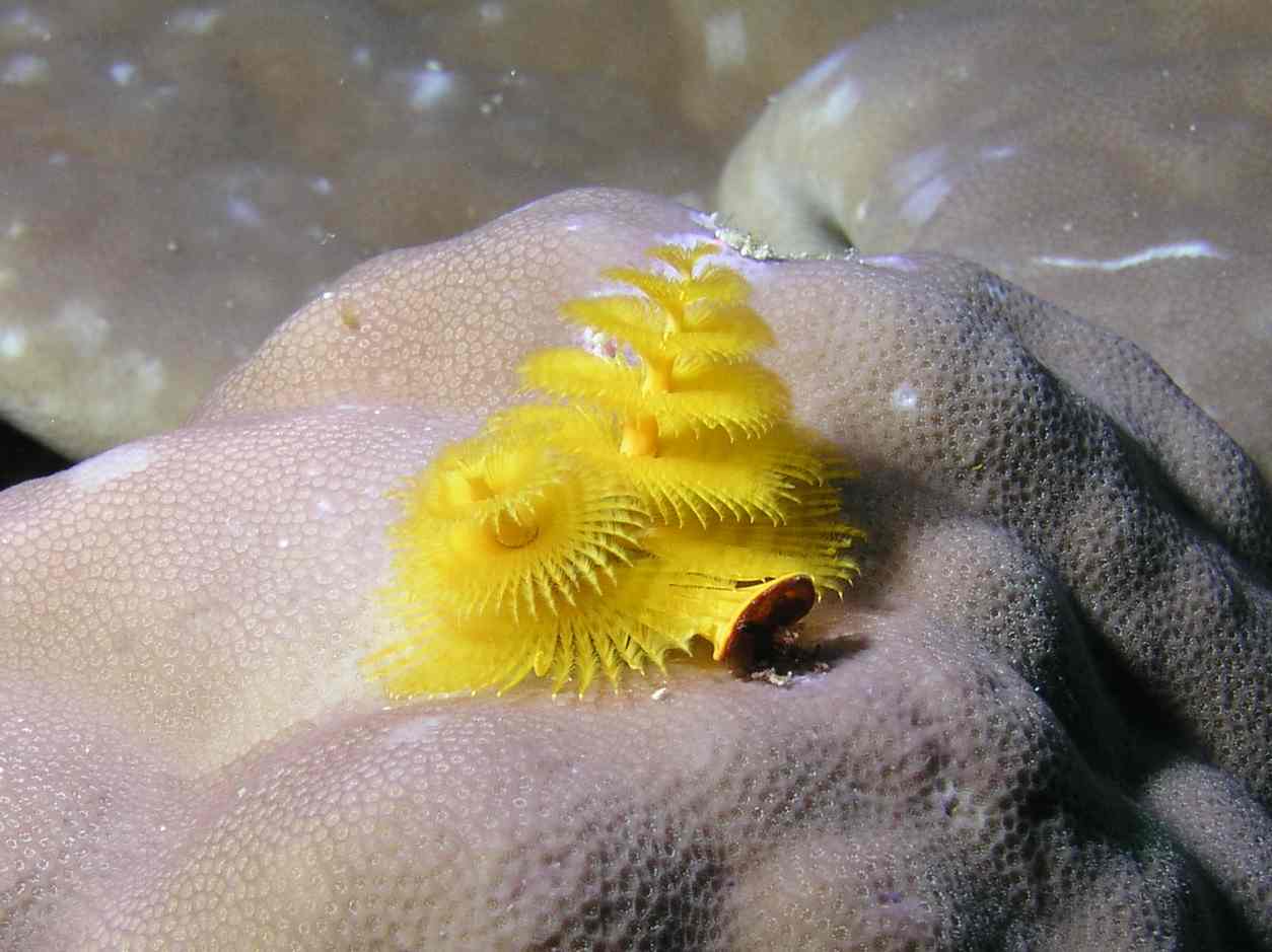 Christmas Tree Worm