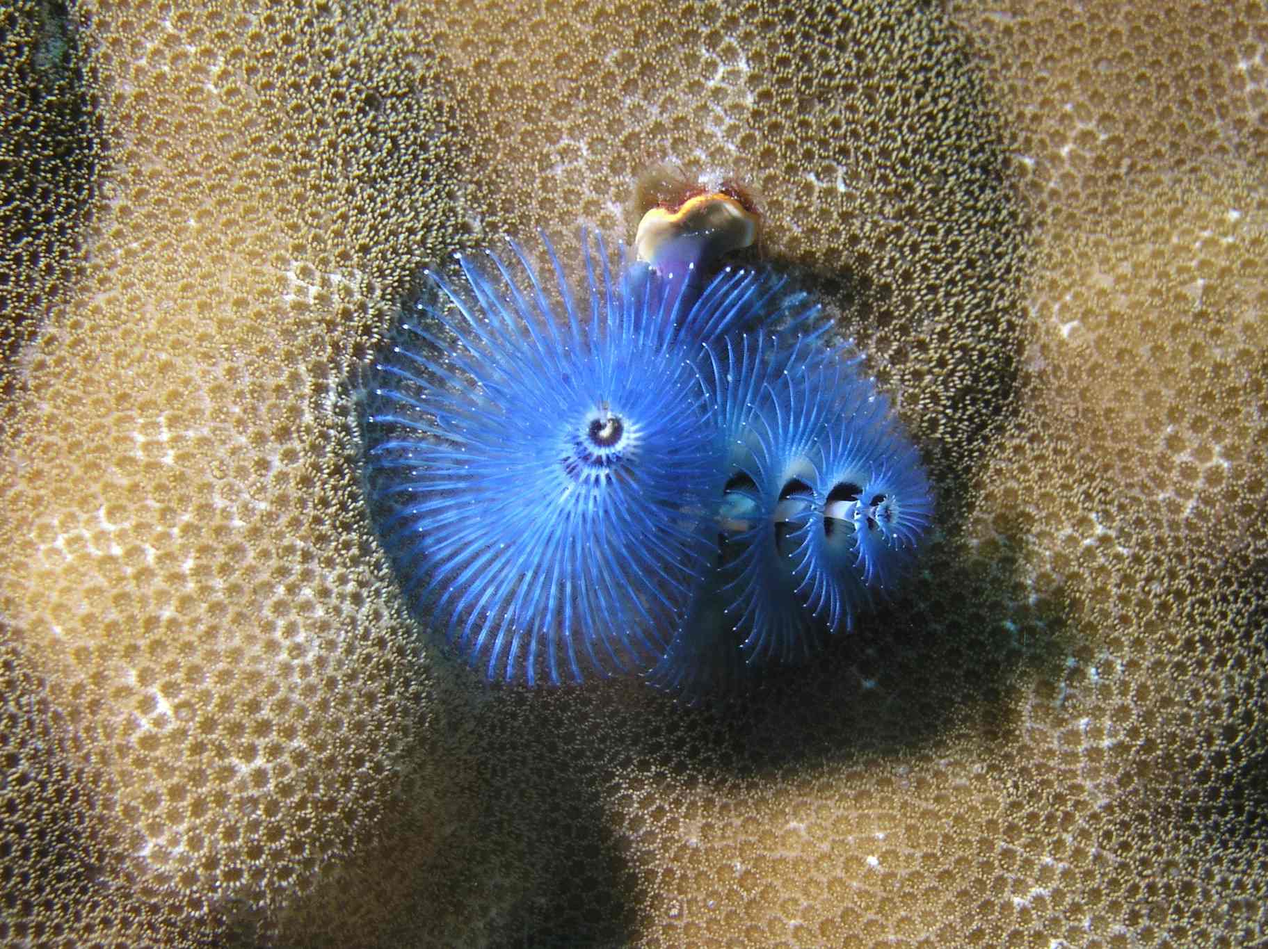 Christmas Tree Worm