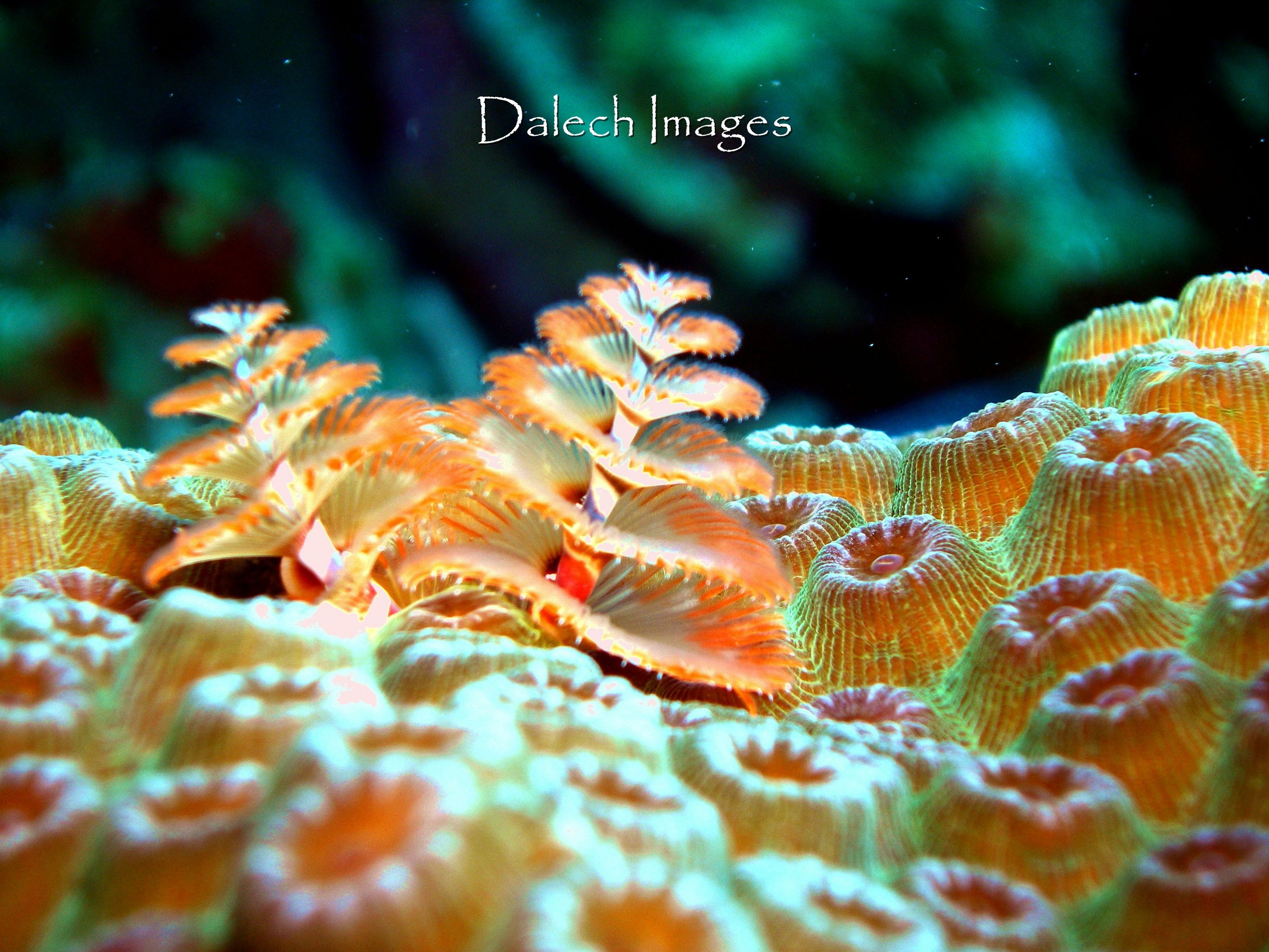 Christmas Tree Worm