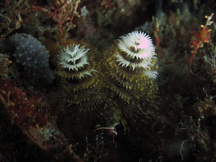 Christmas tree worm