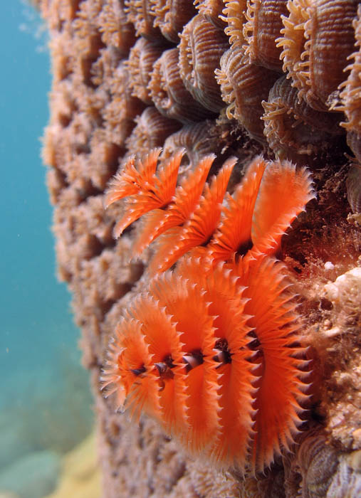 Christmas Tree worm