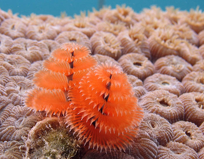 Christmas tree worm