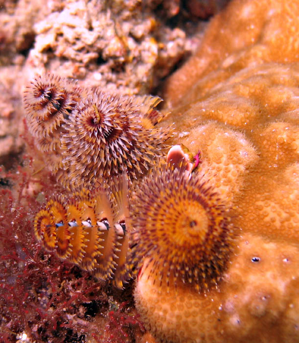 Christmas Tree worm