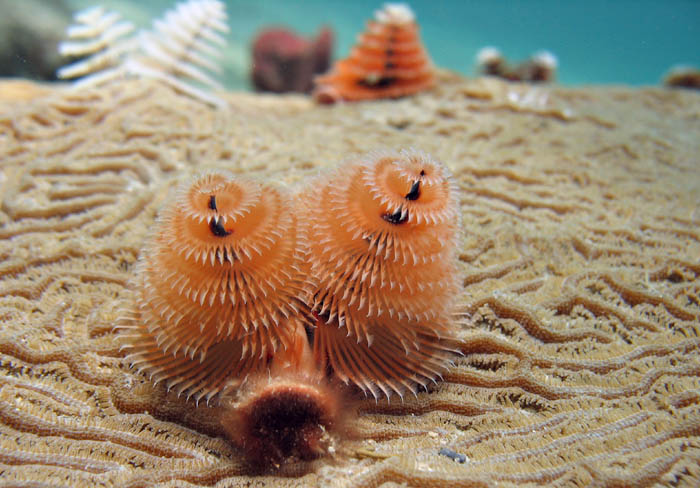 Christmas Tree worm