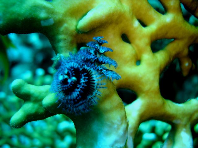 Christmas Tree Worm