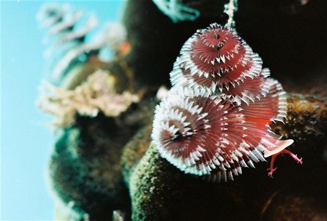 Christmas Tree Worm