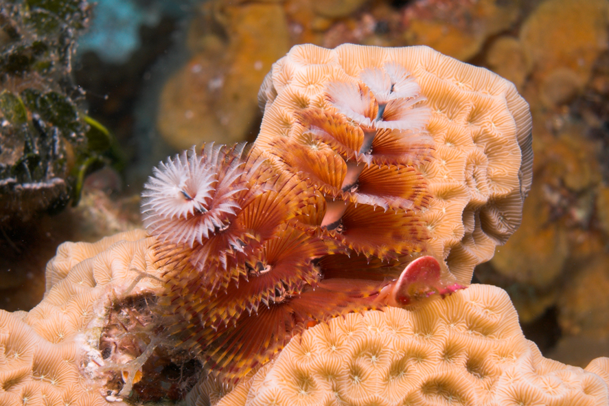 Christmas Tree Worm