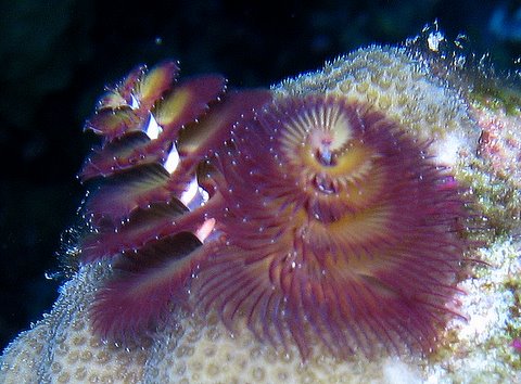 christmas tree worm