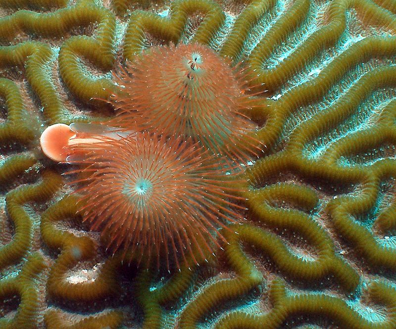 Christmas Tree worm