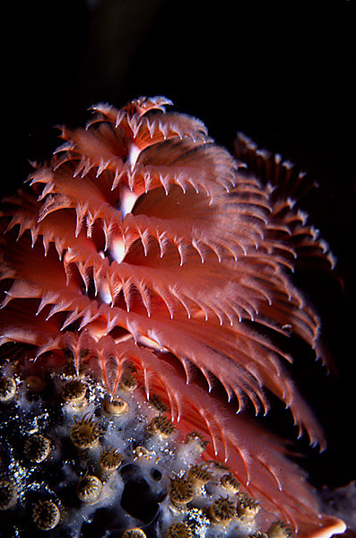 Christmas Tree Worm