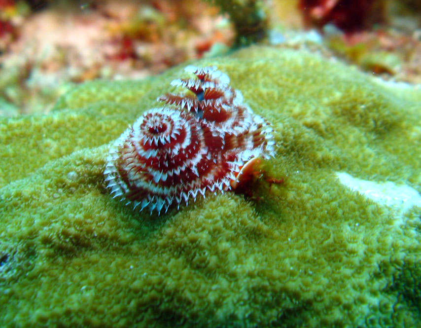 Christmas Tree Worm