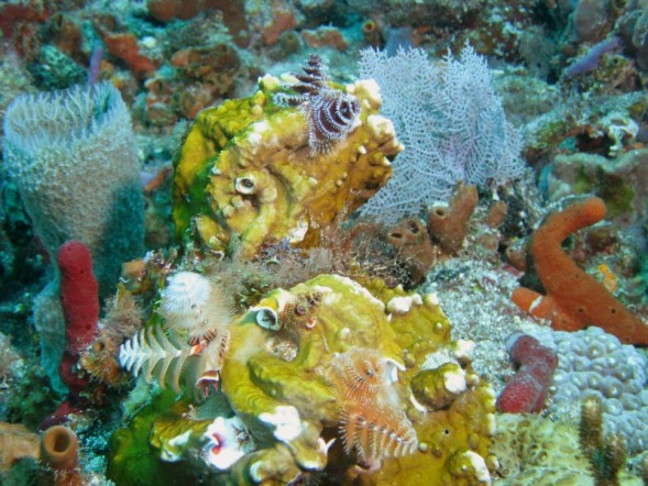 Christmas Tree Worms and Coral