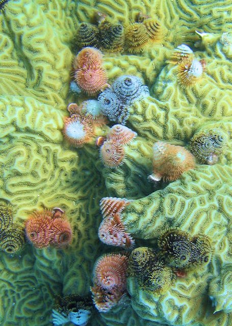 Christmas Tree worms at Dry Tortugas