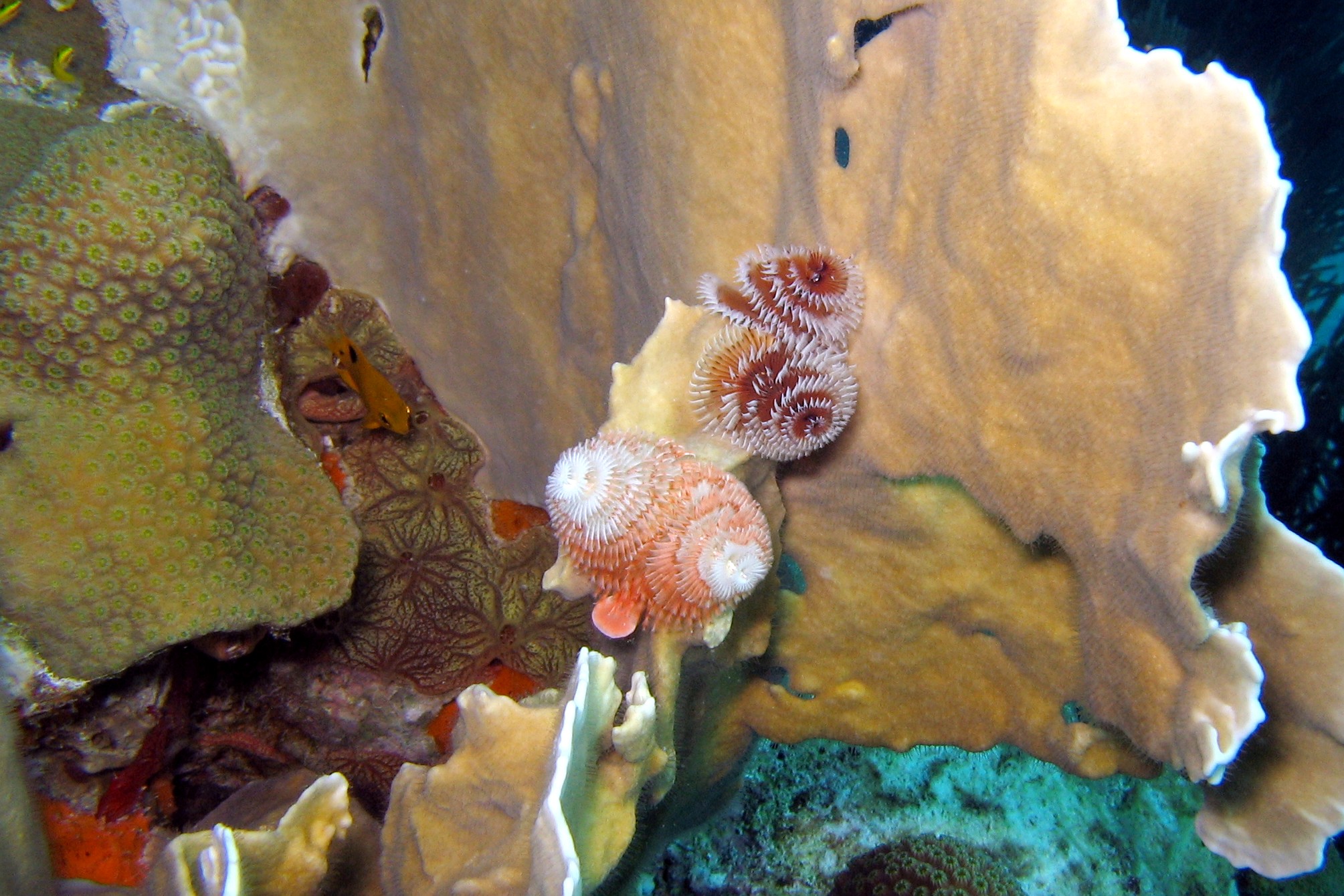 Christmas Tree Worms & Coral