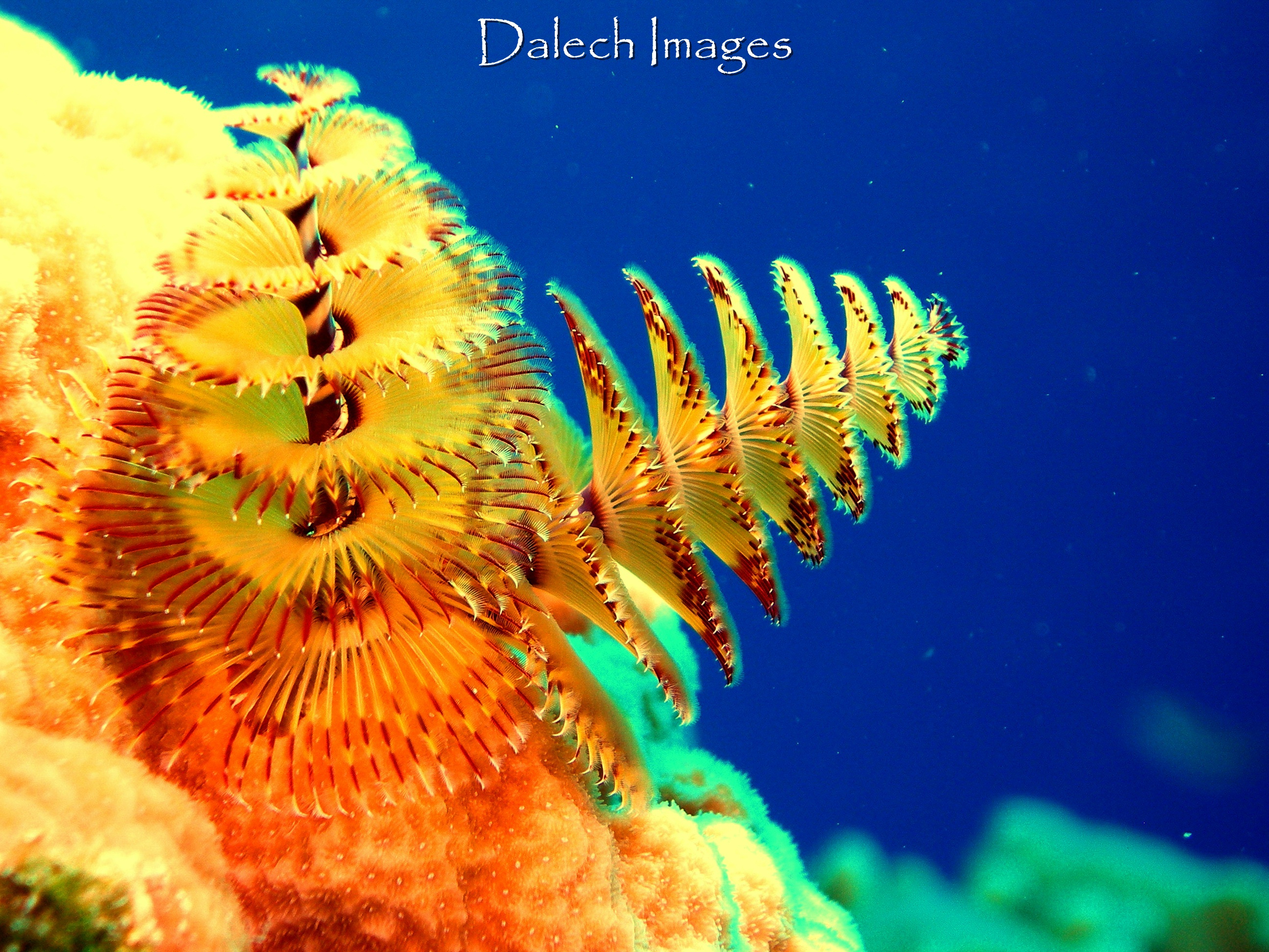 Christmas Tree Worms in Blue