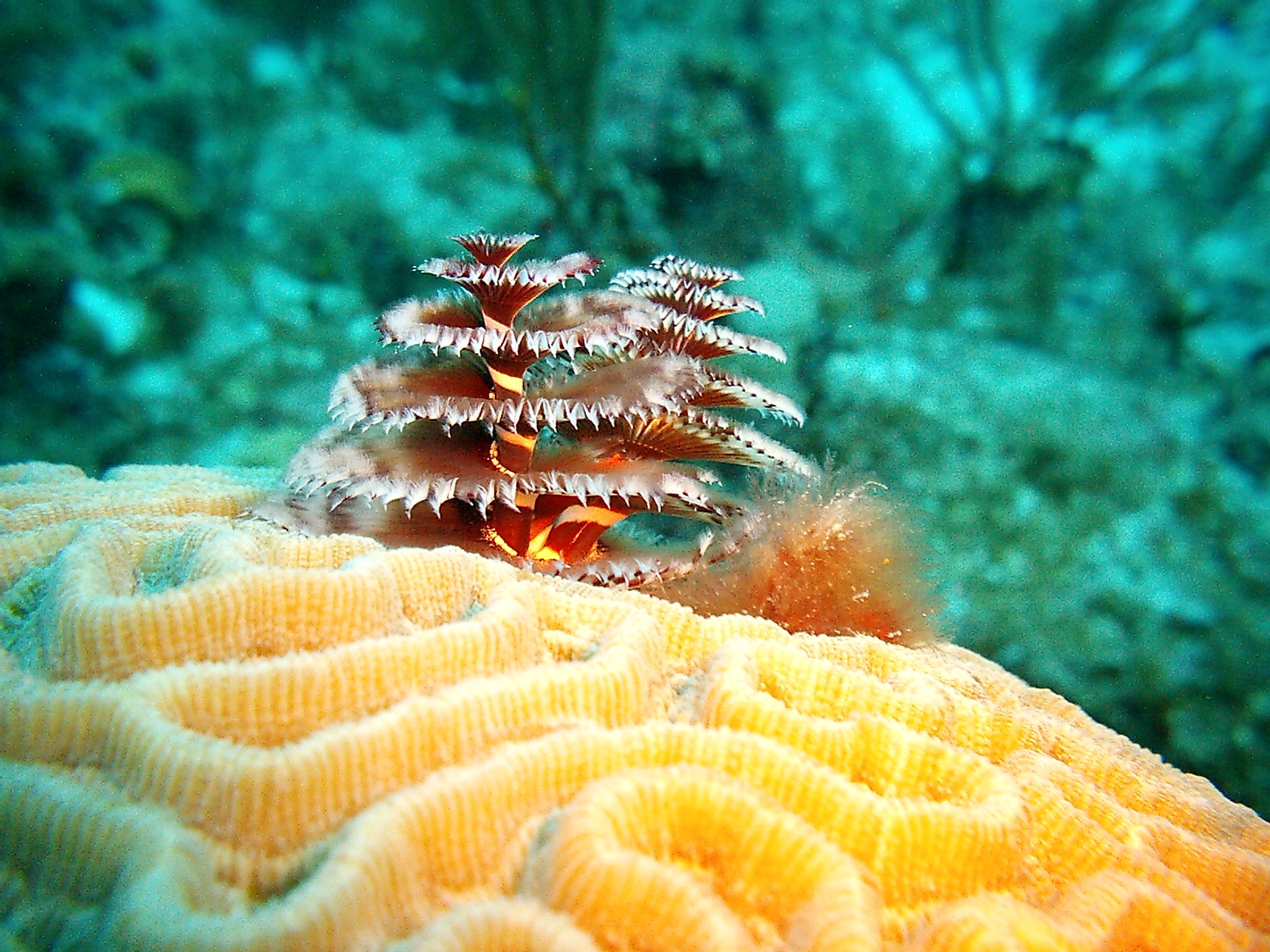 Christmas Tree Worms on a Coral Brain