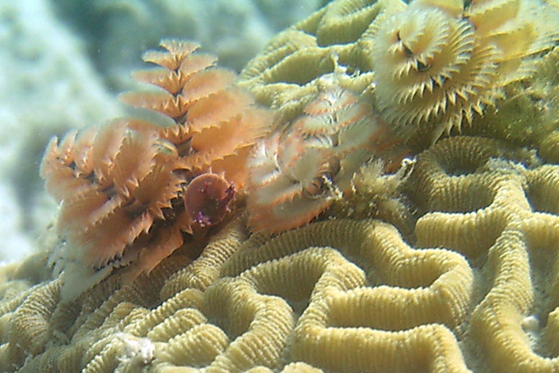 Christmas Tree Worms on Brain Coral