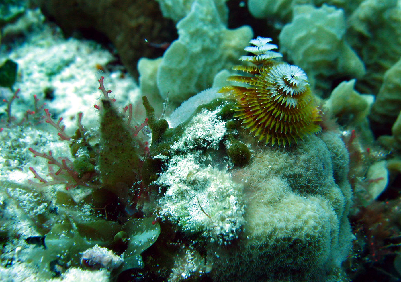 Christmas Tree Worms