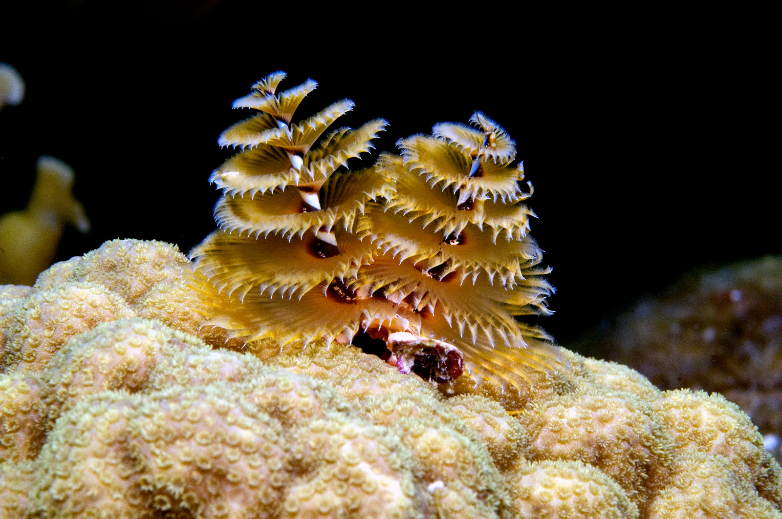 Christmas Tree Worms