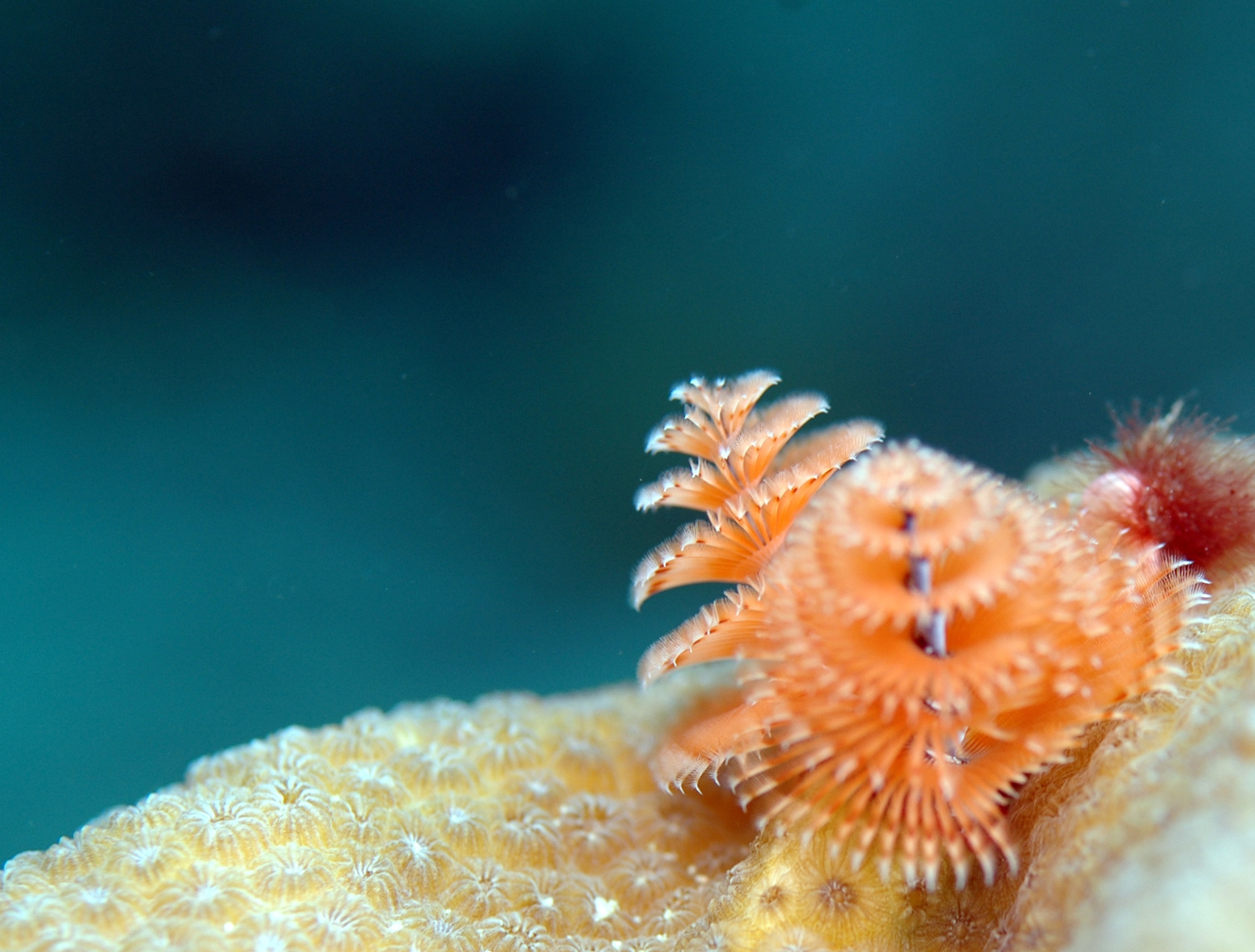 Christmas Tree Worms