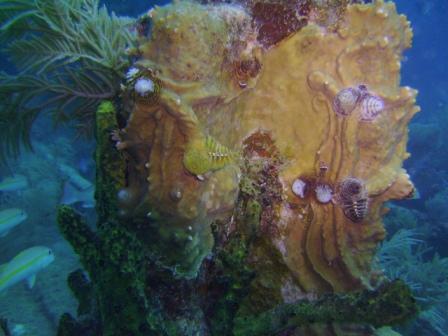 Christmas Tree Worms