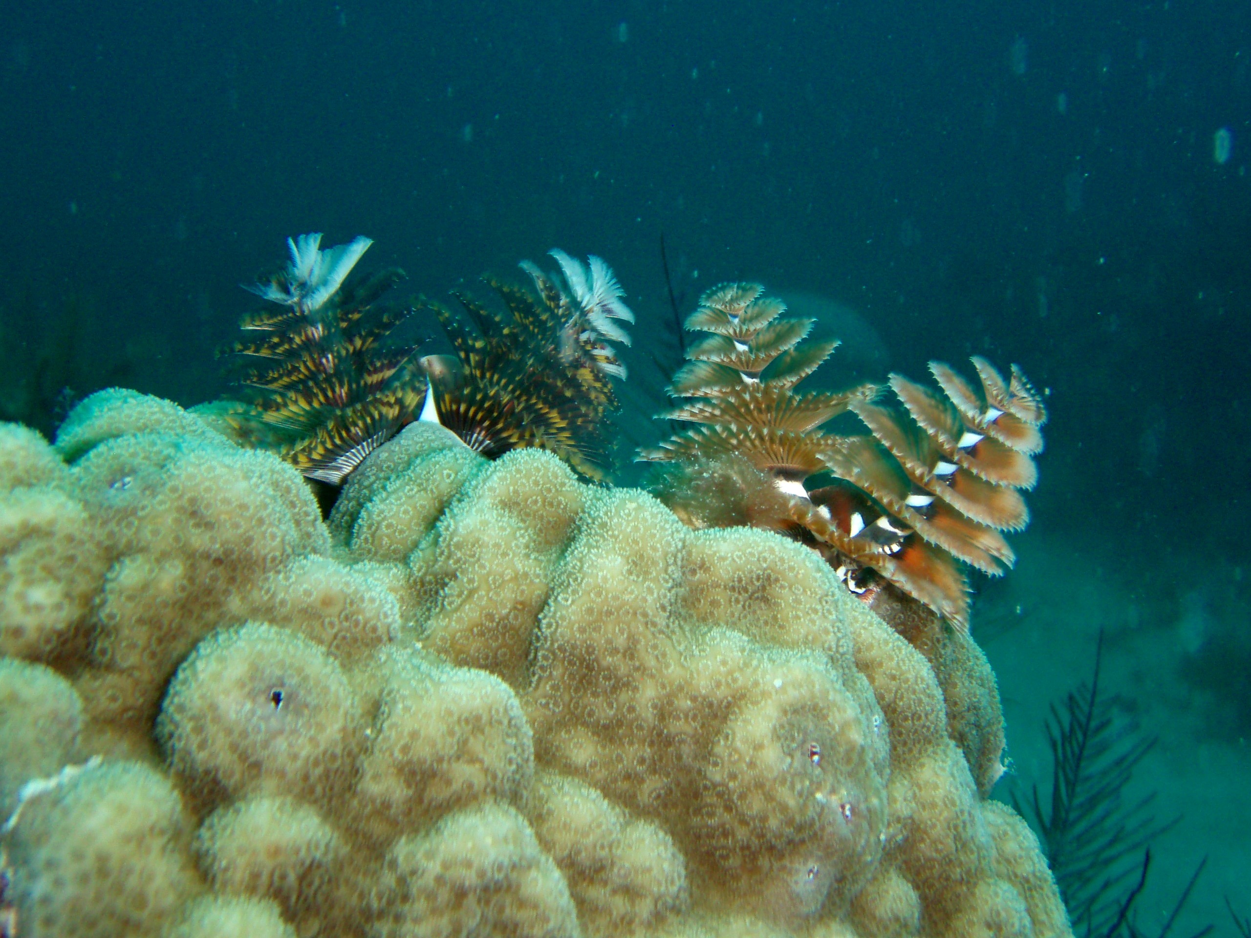 Christmas tree worms