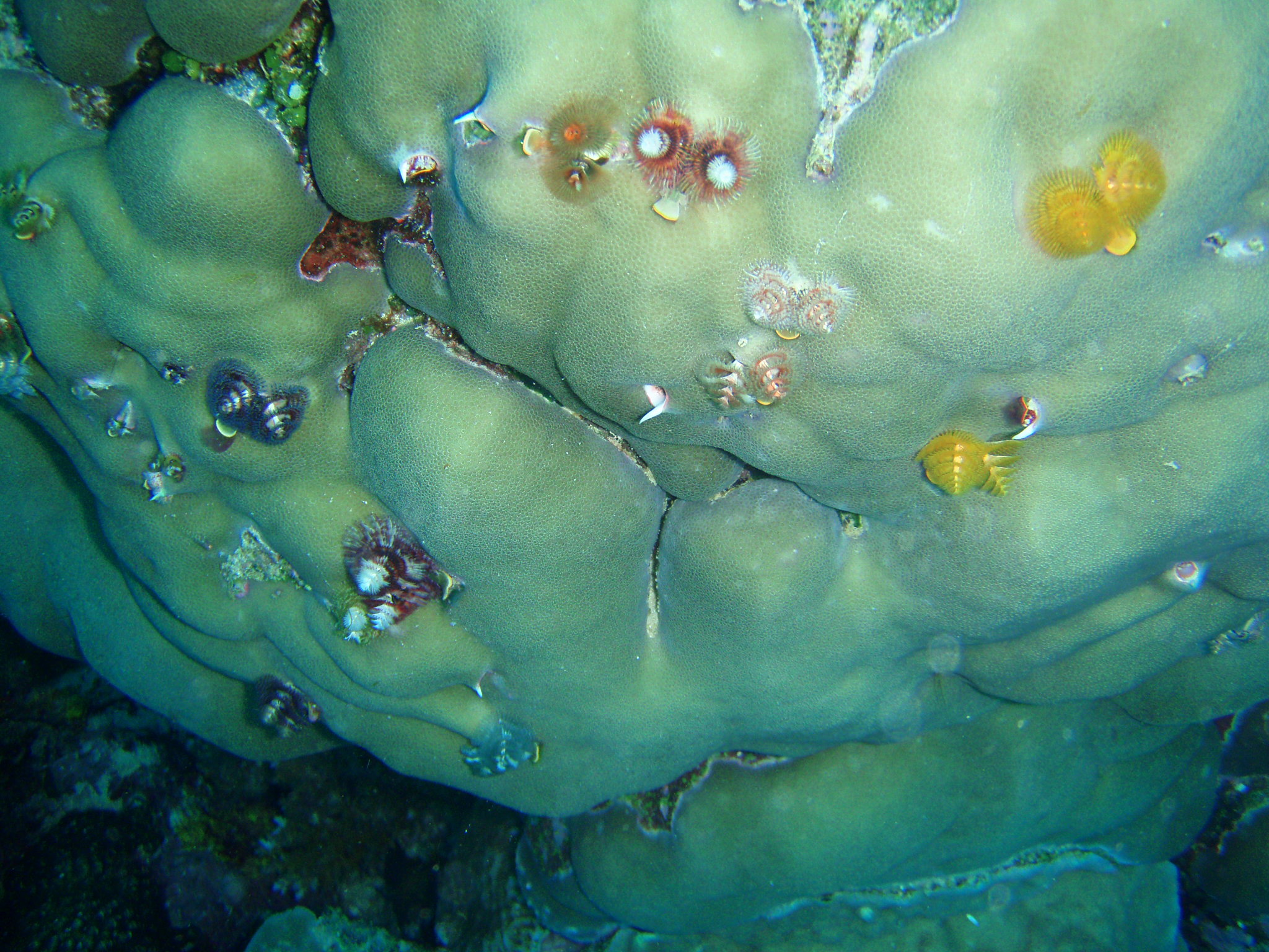 Christmas Tree Worms