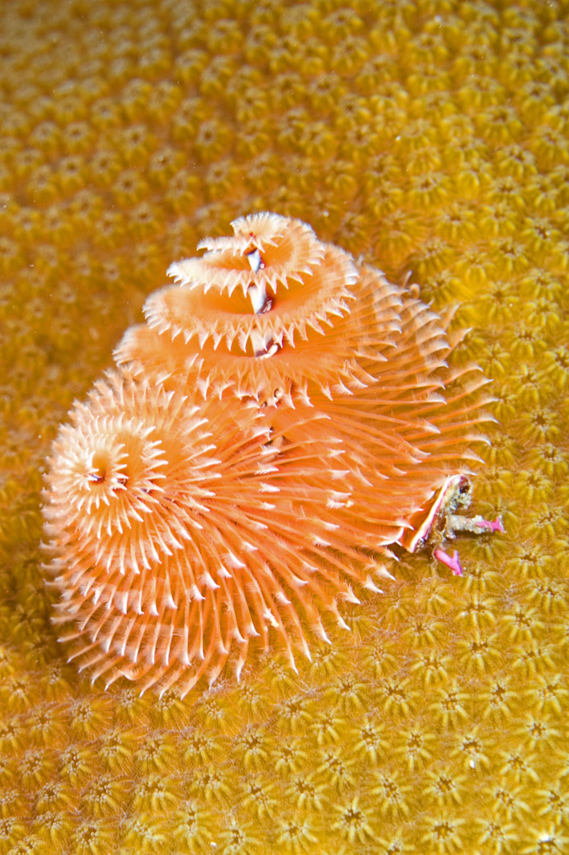 Christmas tree worms