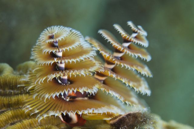 Christmas Tree Worms