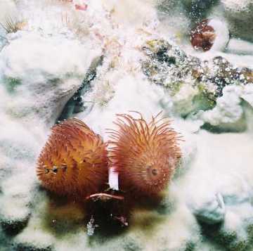 Christmas Tree Worms