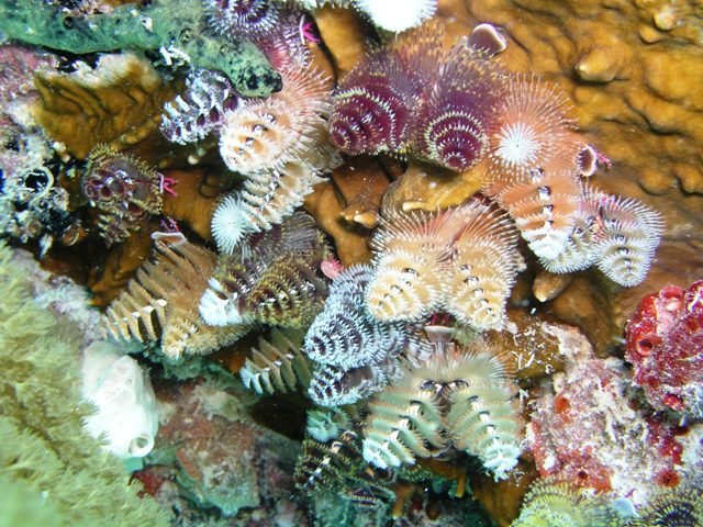 Christmas tree worms